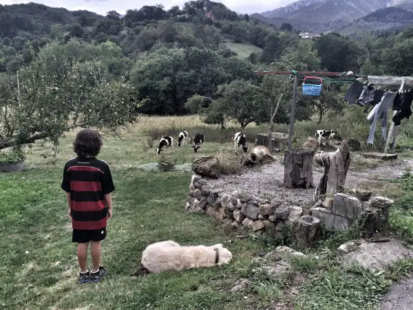 Our lovely Airbnb in Asturias, Spain - Just watching the cows