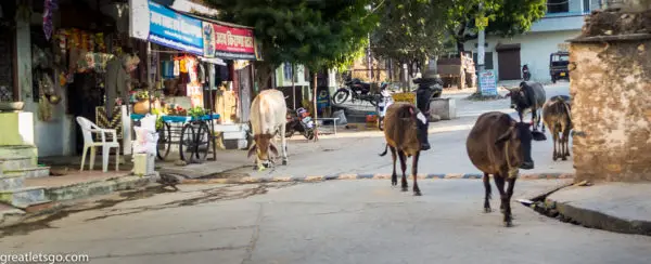 Streets of Udaipur India cow