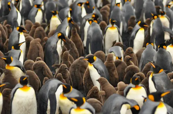 Where To See Penguins